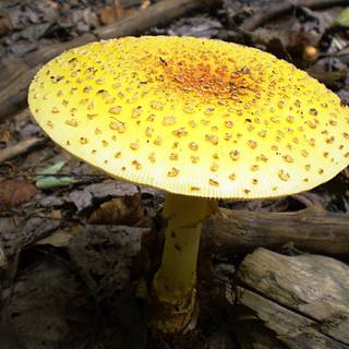 Yellow mushroom wallpaper