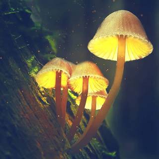 Yellow mushroom wallpaper