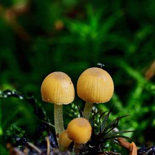 Yellow mushroom wallpaper