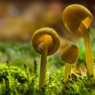 Yellow mushroom wallpaper
