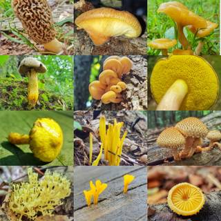 Yellow mushroom wallpaper