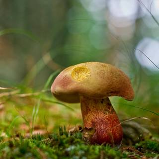 Yellow mushroom wallpaper