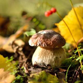 Yellow mushroom wallpaper