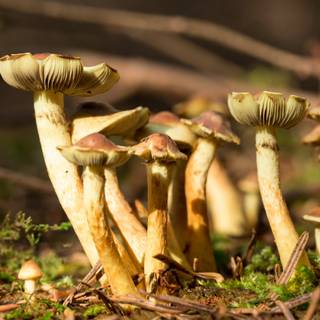 Yellow mushroom wallpaper