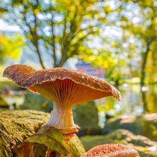 Yellow mushroom wallpaper