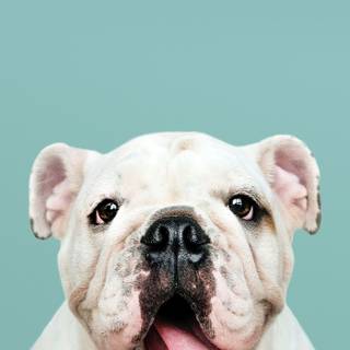 Cute Bulldog wallpaper