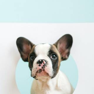 Cute Bulldog wallpaper