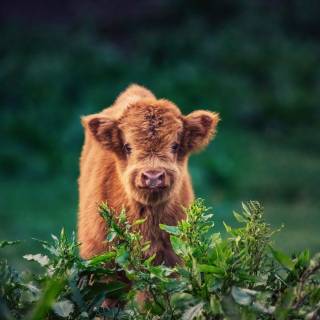Fluffy baby cows wallpaper