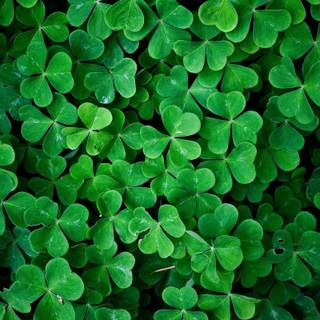 Shamrocks wallpaper