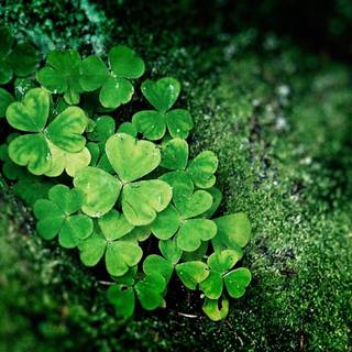 Shamrocks wallpaper