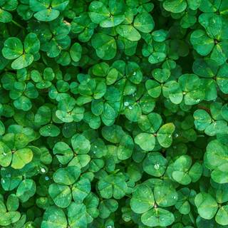 Shamrocks wallpaper