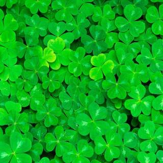 Shamrocks wallpaper