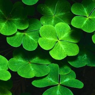 Shamrocks wallpaper