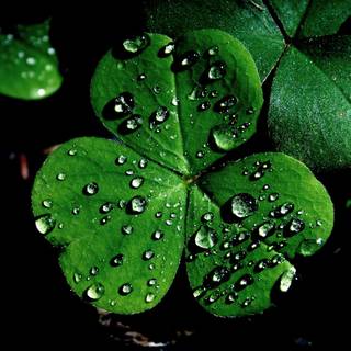 Shamrocks wallpaper