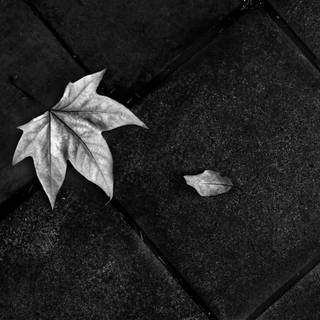 Black ground floor wallpaper