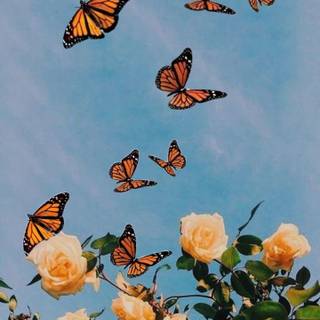 Butterfly spring iPhone wallpaper