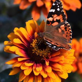 Butterfly spring iPhone wallpaper