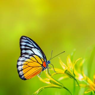 Butterfly spring iPhone wallpaper