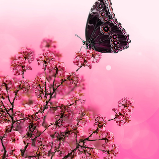 Butterfly spring iPhone wallpaper