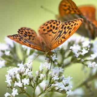 Butterfly spring iPhone wallpaper