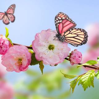 Springtime butterfly wallpaper