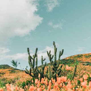 California spring iPhone wallpaper