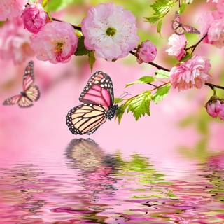 Springtime butterfly wallpaper