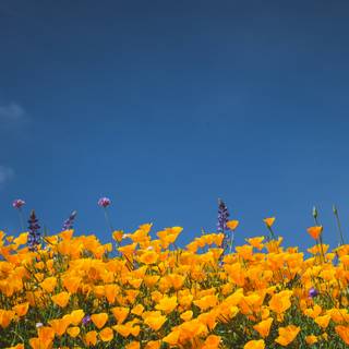 California spring iPhone wallpaper