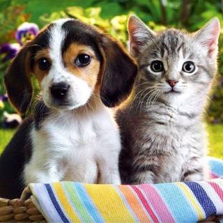 Spring cat and dogs wallpaper
