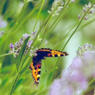 Butterfly spring iPhone wallpaper