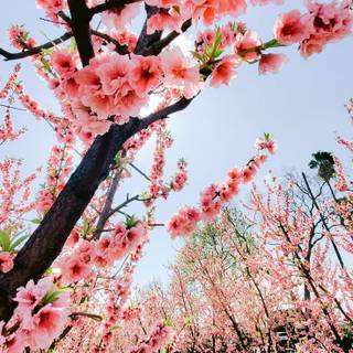 California spring iPhone wallpaper