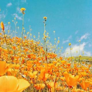 California spring iPhone wallpaper