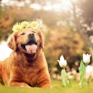 Spring cat and dogs wallpaper