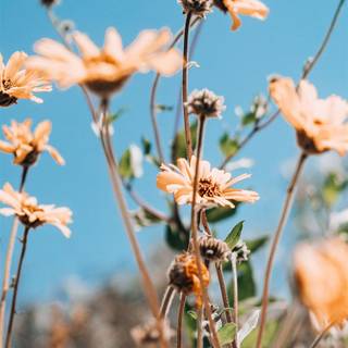 California spring iPhone wallpaper