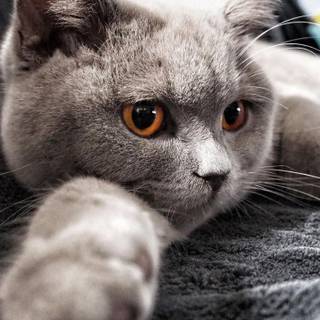 Spring cat and dogs wallpaper