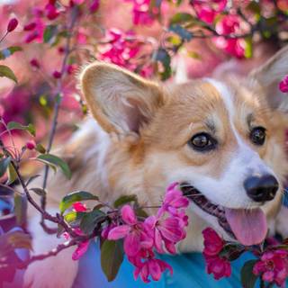 Spring cat and dogs wallpaper