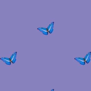 Butterfly spring iPhone wallpaper