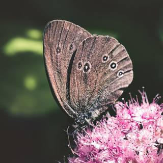 Butterfly spring iPhone wallpaper
