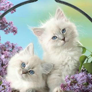 Spring cat and dogs wallpaper