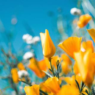 California spring iPhone wallpaper