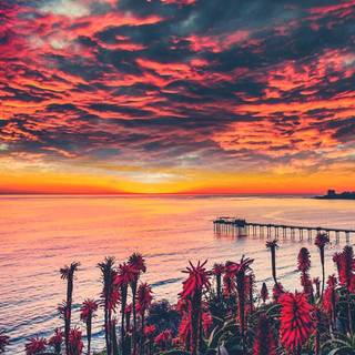 California spring iPhone wallpaper