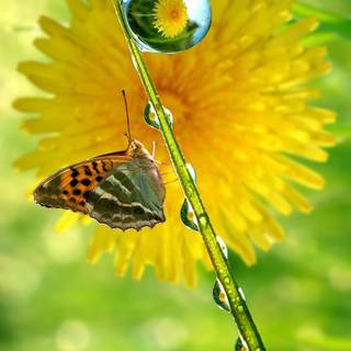 Butterfly spring iPhone wallpaper
