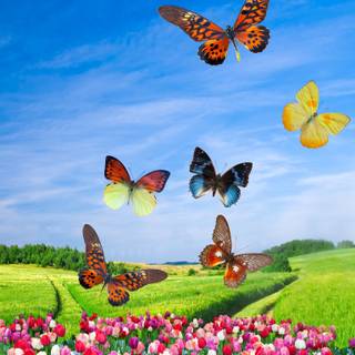 Butterfly spring iPhone wallpaper