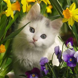 Spring cat and dogs wallpaper