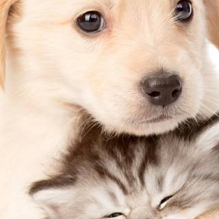 Spring cat and dogs wallpaper