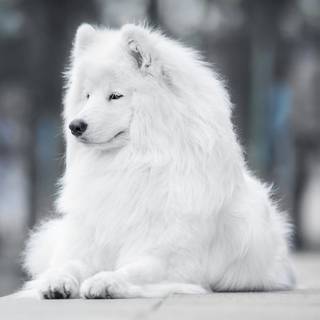 Spring cat and dogs wallpaper