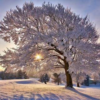 Magnificent winter wallpaper