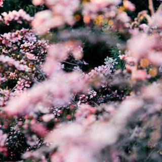 California spring iPhone wallpaper