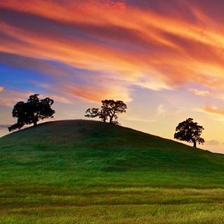 California spring iPhone wallpaper