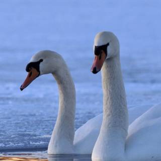 Swimming winter wallpaper